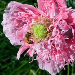 Poppy Peony with Bee
